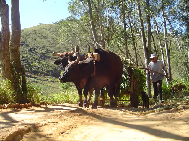 Carro de bois em uma estrada arborizada